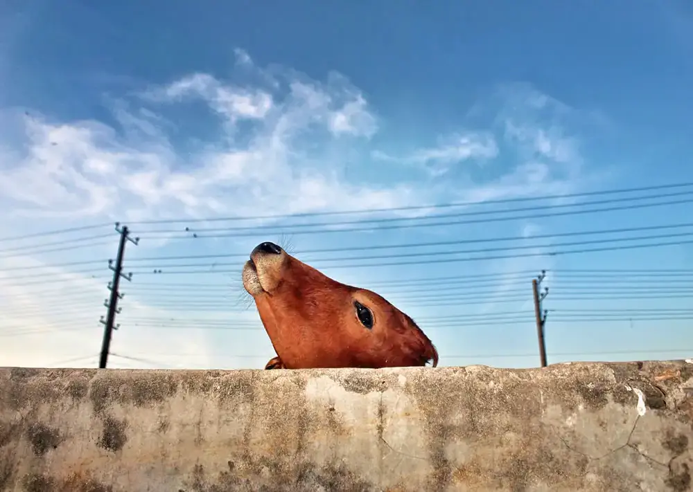 «Святая корова», Наим Сиддики