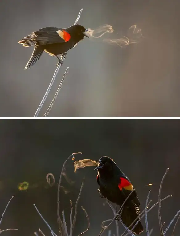 50 удивительных фотографий, которые раскрывают невидимую сторону вещей