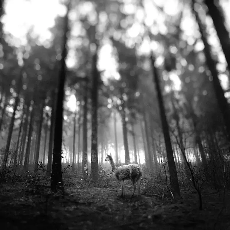 Интервью с аналоговым фотографом Фрэнком Мачаловски и его другими фотографиями со всего мира