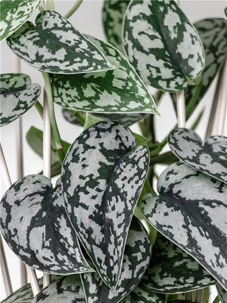 Атласная поверхность Pothos - лиственный эквивалент мраморных столешниц