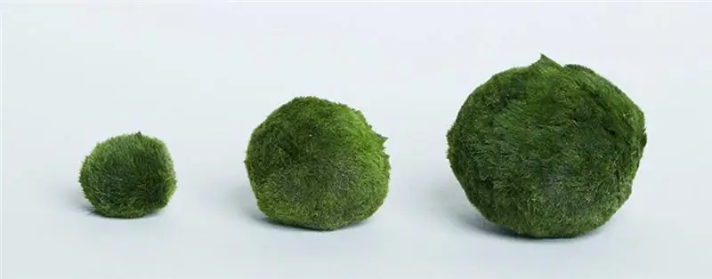 моховые шарики маримо
