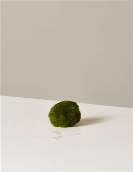 Все, что вам нужно знать о шариках Marimo Moss