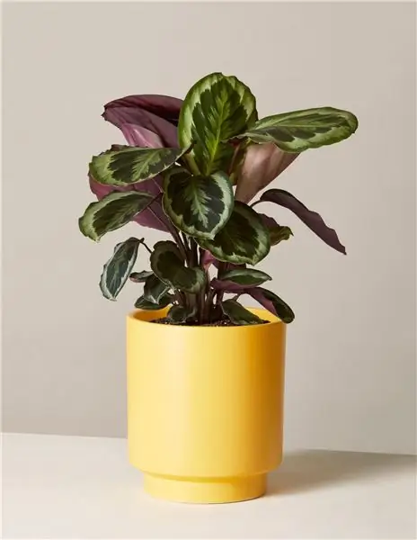 the-sill potted-plant calathea-medallion high-line mustard-7 1500x.progressive the-sill potted-plant calathea-medallion high-line mustard-7 1500x.progressive
