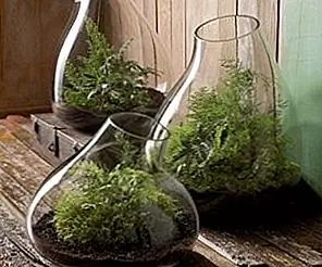 Удивительные переработанные стеклянные террариумы