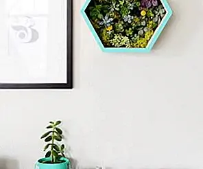 DIY Суккулентная стеновая машина DIY Суккулентная стеновая машина