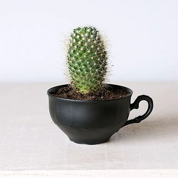 Легкий DIY Переделанный Teacup Planter