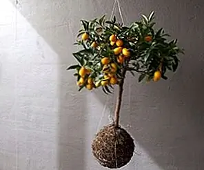 String Planters - новая тенденция, приближающая нас к природе String Planters - новая тенденция, приближающая нас к природе
