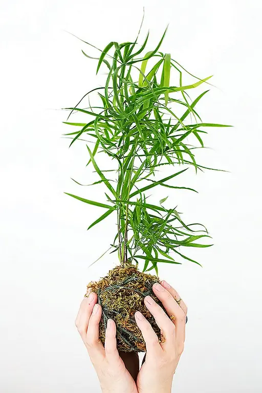 Традиционно Kokedama производится с использованием деревьев бонсай, но вы можете использовать любое растение с небольшой корневой системой и хорошо развивается в тени или частичном оттенке. Это связано с тем, что мох, который используется для обертывания мяча почвы, не нравится, когда он находится под прямым солнечным светом! Традиционно Kokedama производится с использованием деревьев бонсай, но вы можете использовать любое растение с небольшой корневой системой и хорошо развивается в тени или частичном оттенке. Это связано с тем, что мох, который используется для обертывания мяча почвы, не нравится, когда он находится под прямым солнечным светом!