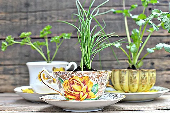 Когда чашки чая становятся цветочными горшками - милые превращения