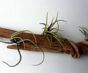 10 идей DIY Driftwood для создания уникального домашнего декора 10 идей DIY Driftwood для создания уникального домашнего декора