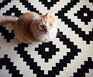 Храните ваши комнатные растения в безопасности от друзей Feline
