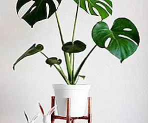 15 фабрик завода DIY, чтобы заполнить ваш дом зеленью