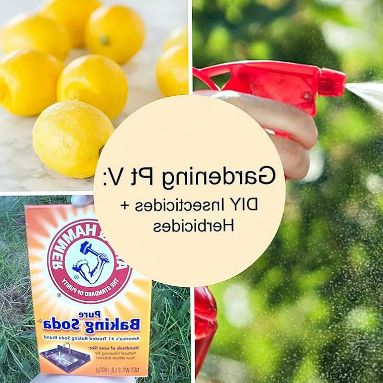 Садоводство Pt V: DIY Инсектициды + Гербициды