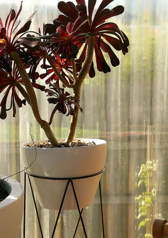 Этот Aeonium «Zwartkop» («Schwartzkopf») нуждается в горшке для себя, так как этот вид может расти до 4 футов в земле (хотя и меньше в горшке). Эти яркие фиолетово-черные растения очень легко растут в теплом сухом климате, хотя им нравятся дополнительные воды по сравнению с другими суккулентами. Этот Aeonium «Zwartkop» («Schwartzkopf») нуждается в горшке для себя, так как этот вид может расти до 4 футов в земле (хотя и меньше в горшке). Эти яркие фиолетово-черные растения очень легко растут в теплом сухом климате, хотя им нравятся дополнительные воды по сравнению с другими суккулентами.