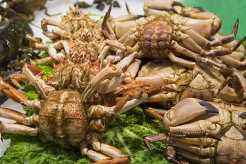 Часто задаваемые вопросы о морепродуктах Часто задаваемые вопросы о морепродуктах