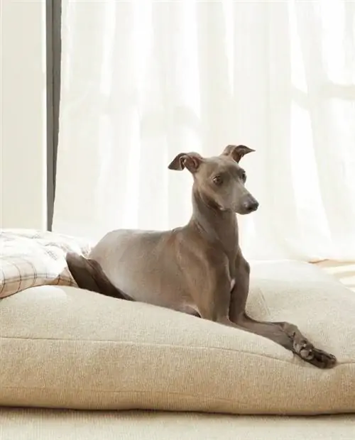 Матрас для животных Zara Home