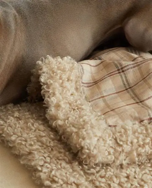 Zara Home клетка и одеяло из овчины для домашних животных