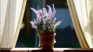 Растение, отпугивающее насекомых и моль: лаванда Растение, отпугивающее насекомых и моль: лаванда