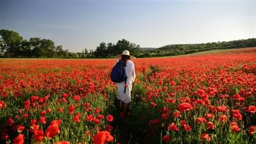 Самые красивые маковые поля в Испании