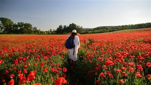 Самые красивые маковые поля в Испании