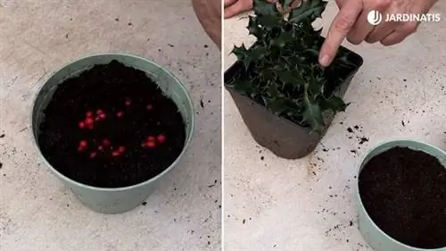 размножение падуба семенами