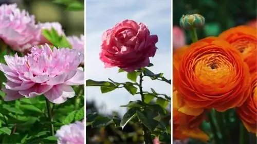 Paeonia suffruticosa, розовые кусты, лютик