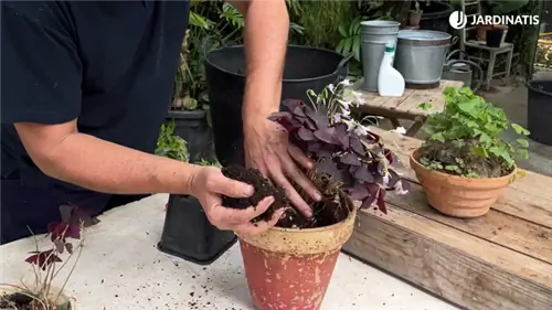 субстрат oxalis triangularis субстрат oxalis triangularis