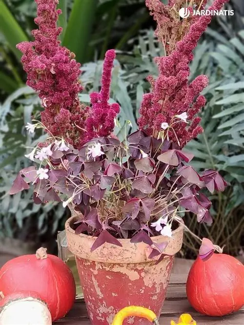 oxalis triangularis и амарант oxalis triangularis и амарант