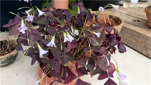 Oxalis Triangularis, неприхотливое в уходе растение-бабочка