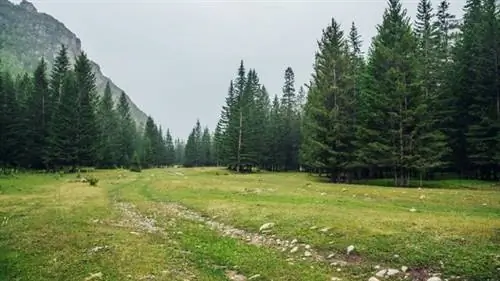 вечнозеленые деревья вечнозеленые деревья