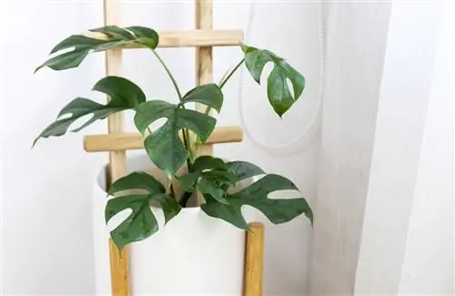 Monstera Minima или Rhaphidophora Tetrasperma Monstera Minima или Rhaphidophora Tetrasperma
