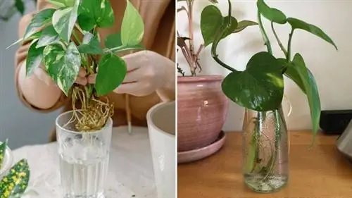 потос в воде потос в воде
