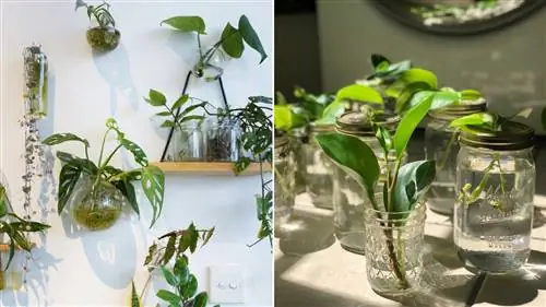 Какие растения можно выращивать в воде?
