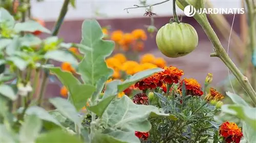 бархатцы в саду