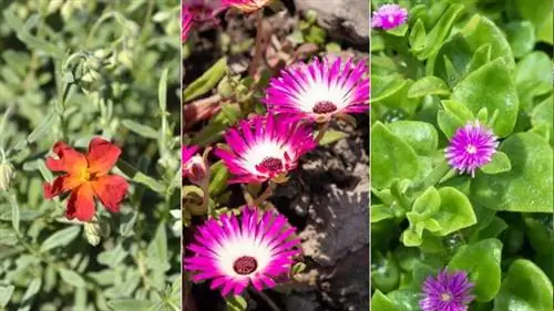 Helianthemum Fire Dragon, кошачий коготь и беги беги Helianthemum Fire Dragon, кошачий коготь и беги беги