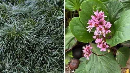 Ophiopogon japonicus и зимняя гортензия Ophiopogon japonicus и зимняя гортензия