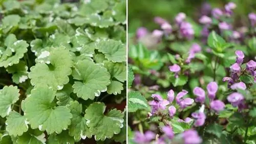 Glechoma hederacea variegata и Lamium maculatum Glechoma hederacea variegata и Lamium maculatum