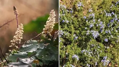 гейхера крупнолистная и Rosmarinus officinalis Prostratus гейхера крупнолистная и Rosmarinus officinalis Prostratus