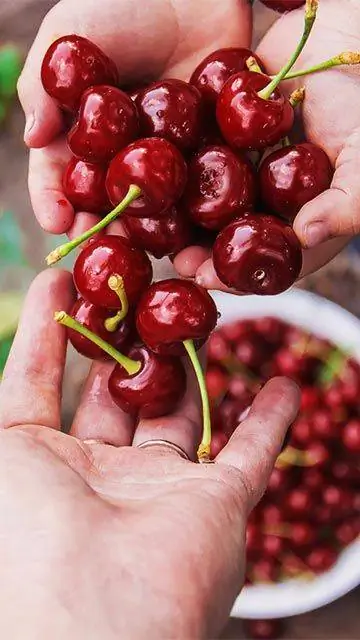 каротиноиды вишни