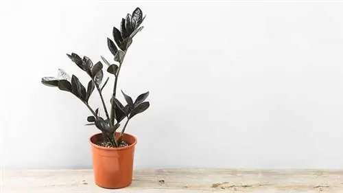 Замиокулькас Zamiifolia Raven Plant