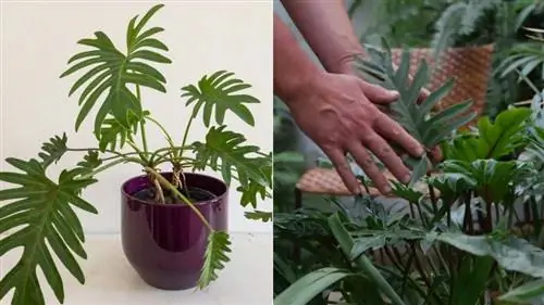 Philodendron xanadu, очень устойчивый и декоративный филодендрон.