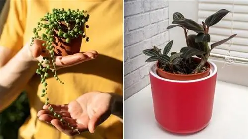 Senecio Rosario и Ludisia обесцвечиваются Senecio Rosario и Ludisia обесцвечиваются