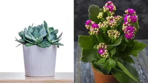 Senecio cephalophorus и каланхоэ Senecio cephalophorus и каланхоэ