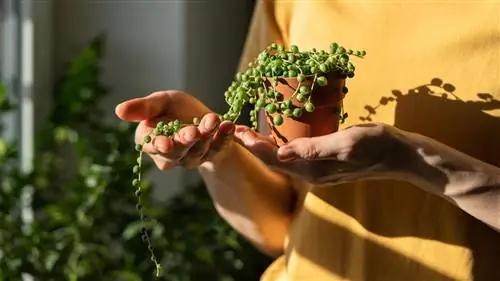 Идеальные растения для небольших квартир