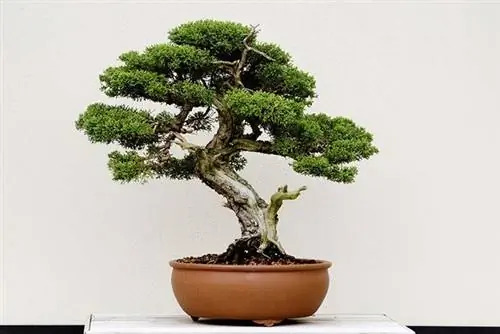 род Juniperus