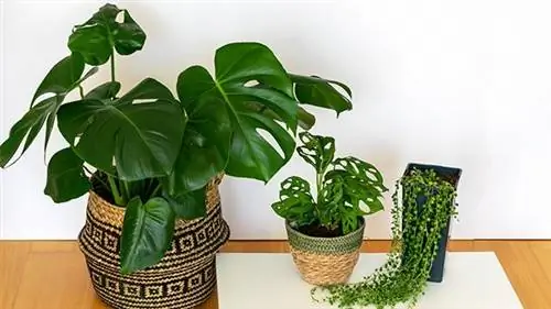 Monstera deliciosa, Monstera adansonii, Senecio Rowleyanus Monstera deliciosa, Monstera adansonii, Senecio Rowleyanus