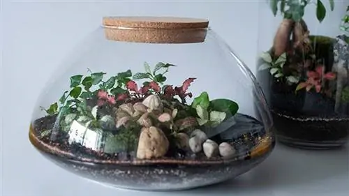 вечный сад с растениями вечный сад с растениями