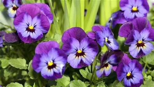Фиолетовый цветок Viola x Wittrockiana