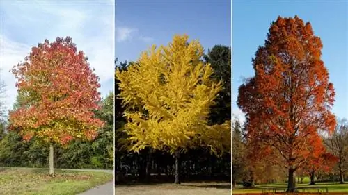 Самые красивые деревья осенью Самые красивые деревья осенью
