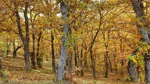 каштан осенью каштан осенью